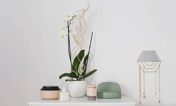 Comment intégrer des plantes dans son intérieur pour améliorer son bien-être ?